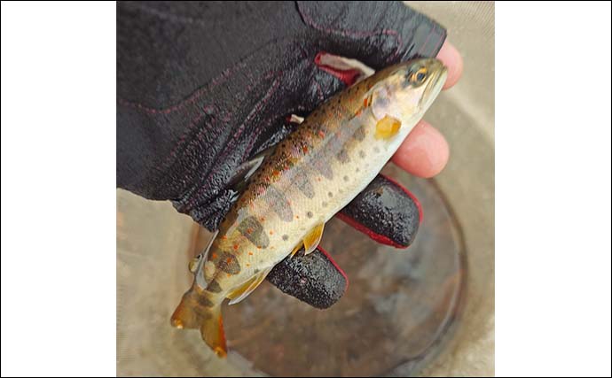 解禁直後の長良川渓流釣りでヒレピンアマゴ連発！【岐阜】20cm級頭にツ抜け達成