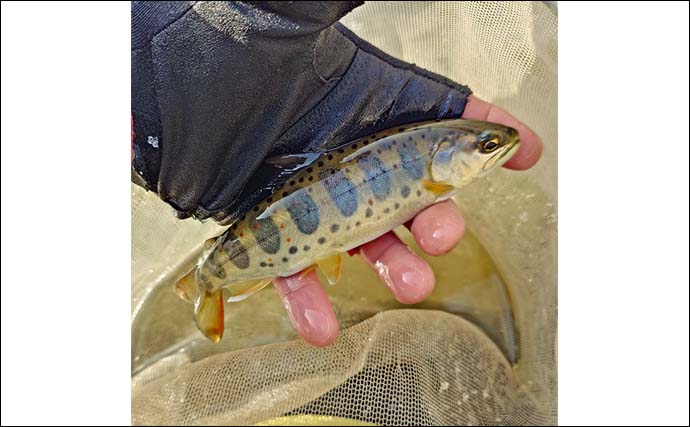 解禁直後の長良川渓流釣りでヒレピンアマゴ連発！【岐阜】20cm級頭にツ抜け達成