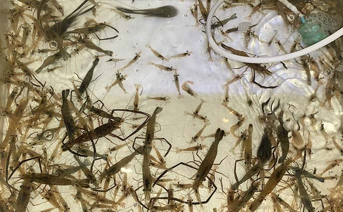 衣浦海底トンネルのエビまき釣りでスズキ70cm＆マダカ65cm浮上【愛知】クロダイ44cmも登場