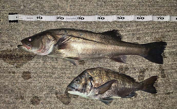 衣浦海底トンネルのエビまき釣りでスズキ70cm＆マダカ65cm浮上【愛知】クロダイ44cmも登場