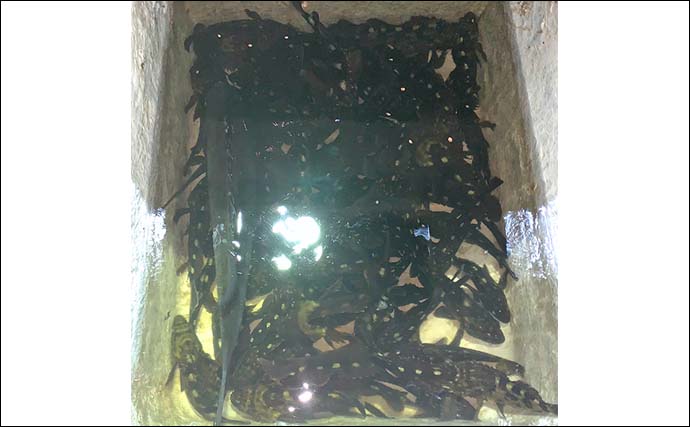 名古屋港ボートロックゲームでカサゴ20匹超え！　ラストに46cmクロダイも登場