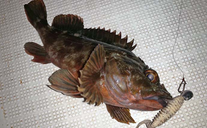 名古屋港ボートロックゲームでカサゴ20匹超え！　ラストに46cmクロダイも登場