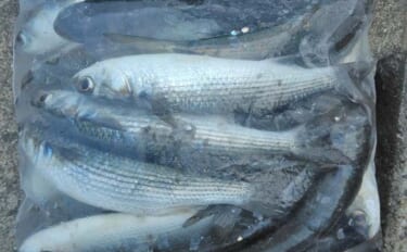 サビキ釣りでボラ40匹の爆釣！【愛知・碧南海釣り広場】排水機周りが好ポ…