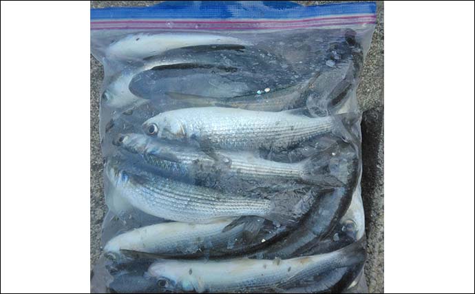 サビキ釣りでボラ40匹の爆釣！【愛知・碧南海釣り広場】排水機周りが好ポイント