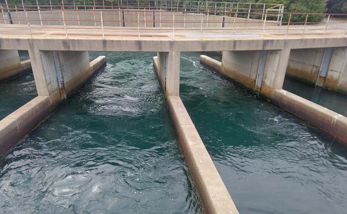 サビキ釣りでボラ40匹の爆釣！【愛知・碧南海釣り広場】排水機周りが好ポイント