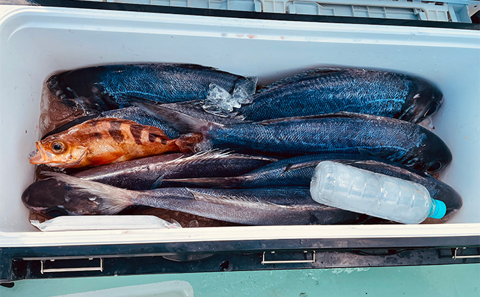 『Gillsee』の口コミは本当？ TALEXと比較して24時間着用検証した結果が想像以上だった