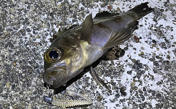 日本の「二季化」が進むと釣りの未来はどうなる？　短期集中の爆釣傾向が高まる予感