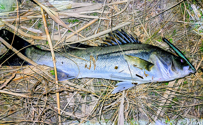 待望のバチ抜けがスタートも釣れない謎【千葉・養老川】時合いも短時間で終了