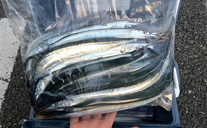 「大群なのになぜ釣れない？」サヨリ釣りで初めは苦戦も50匹好捕【鹿島港魚釣園】