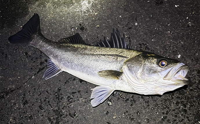 波止メバリングで70cmシーバスに45cmチヌ！【大阪】本命不発＆タモ水没に涙