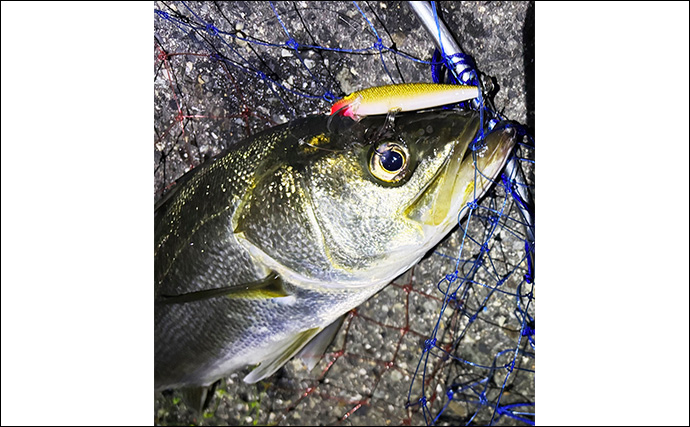 「汎用性かなり高し！」 チニングタックルはどんな釣りに流用できる？