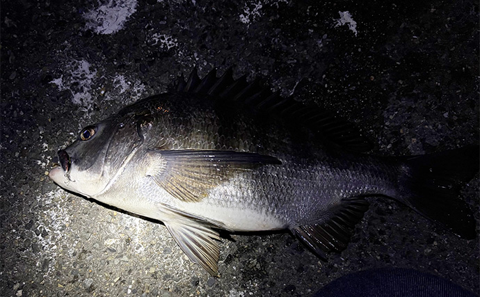 波止メバリングで70cmシーバスに45cmチヌ！【大阪】本命不発＆タモ水没に涙