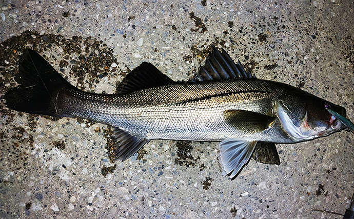 沈むルアー代表「シンキングミノー」は真冬こそ効果的！低活性時の使い方を解説