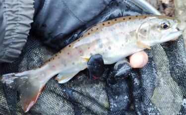 渓流解禁直前の【今こそ】渓流エサ釣り師がやるべきこと4選