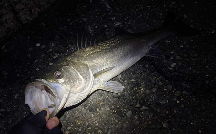 陸っぱりチニング釣行で本命不発も60cm級シーバス【大阪湾】チヌは低水温嫌って不在か？