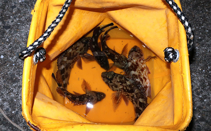 厳寒期のルアー釣りでカサゴが連発！チューブワームのダートアクションに好反応【岡山】