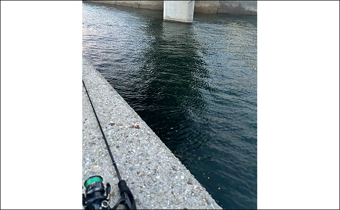 真冬のアジとメバルはどこにいる？ 水深があって水温が安定している場所へ移動か