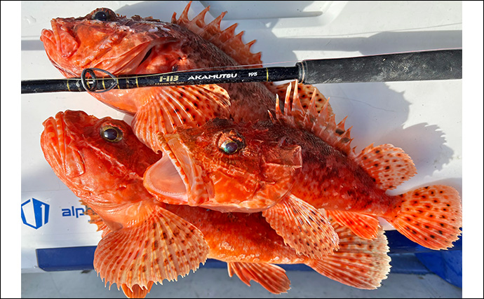 「冬でも釣りに行くのには訳があった？」厳寒期の高級美味食材『オニカサゴ』を狙う！