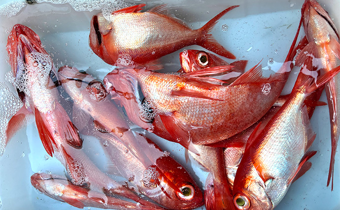 「キンメダイがズラッと提灯行列！」フラッシャーサビキ仕掛けでキンメ多点掛けを達成【千葉・片貝】