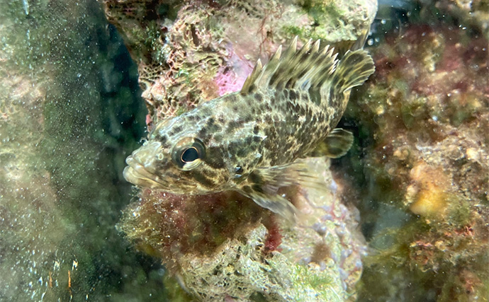 「最初はこれだけあればOK！」　魚の飼育に最低限必要なアイテム7選