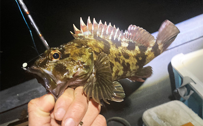 根掛かり恐れず攻めれば23cm良型カサゴと対面【三重】胴突き仕掛けにヒット