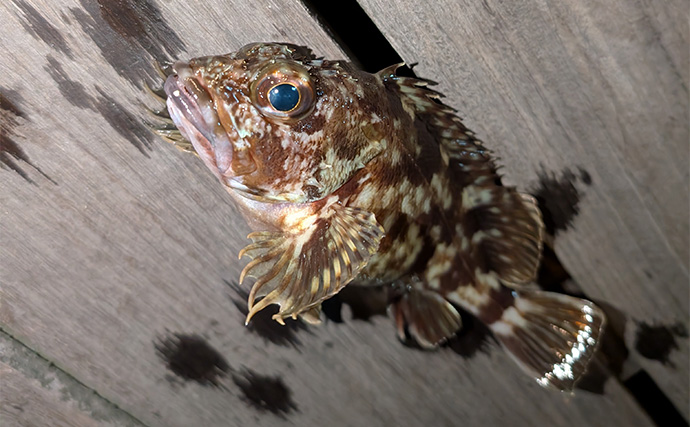 「シーバス狙いから一転！」チョイ投げ釣りでカサゴ連発【愛知・碧南ボードウォーク】