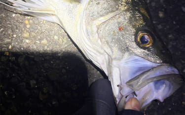 陸っぱりチニング釣行で本命不発も60cm級シーバス【大阪湾】チヌは低水…