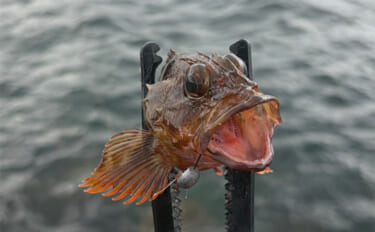 真冬の澄みきった潮は魚が釣れない？　そんな時は穴釣りを試してみよう