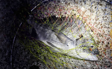 ランディングネットとシャフトの選び方　ネットの材質と足場の高さから考え…