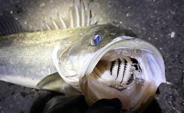 波止メバリングで70cmシーバスに45cmチヌ！【大阪】本命不発＆タモ…