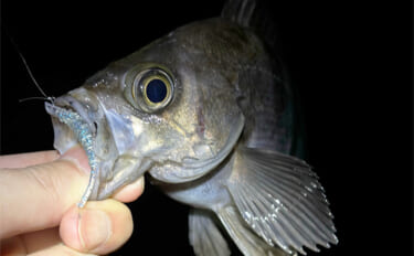 真冬のアジとメバルはどこにいる？ 水深があって水温が安定している場所へ…