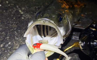 「ゲストでは釣れるのに狙うと釣れないチヌ」 専用タックルでのチニングで…