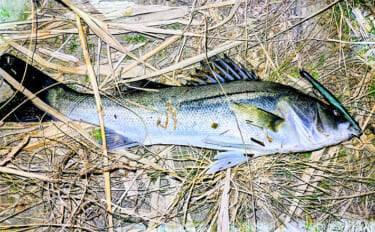 待望のバチ抜けがスタートも釣れない謎【千葉・養老川】時合いも短時間で終…
