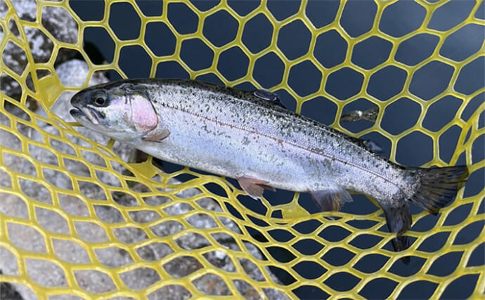 「午後だけで70匹！」極寒のエリアトラウト釣行で放流パターン炸裂【大阪・千早川マス釣り場】