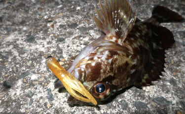 厳寒期のルアー釣りでカサゴが連発！チューブワームのダートアクションに好…