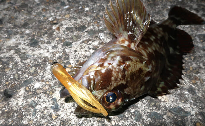 厳寒期のルアー釣りでカサゴが連発！チューブワームのダートアクションに好反応【岡山】