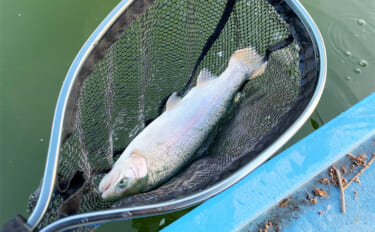 プールフィッシングで良型ニジマスを連打【しらこばと水上公園】フライで挑…