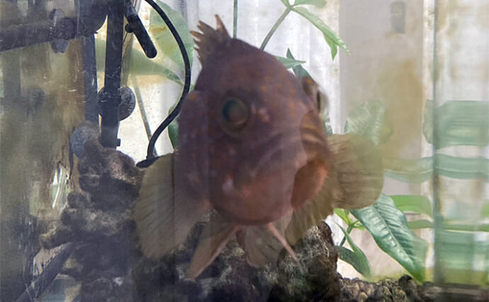 「最初はこれだけあればOK！」　魚の飼育に最低限必要なアイテム7選