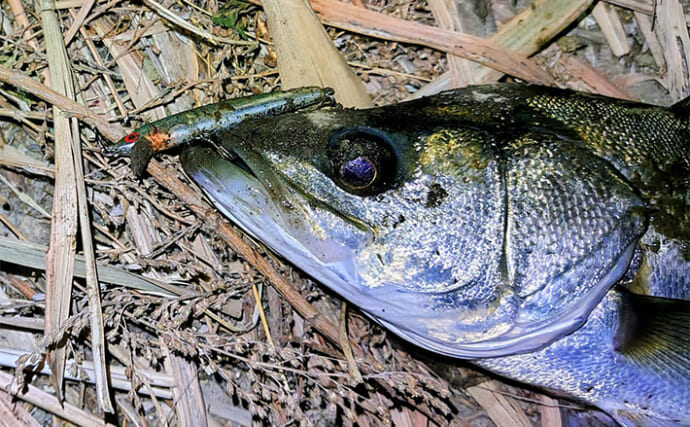 沈むルアー代表「シンキングミノー」は真冬こそ効果的！低活性時の使い方を解説