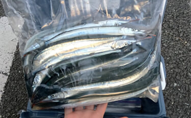 「大群なのになぜ釣れない？」サヨリ釣りで初めは苦戦も50匹好捕【鹿島港…