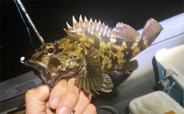 根掛かり恐れず攻めれば23cm良型カサゴと対面【三重】胴突き仕掛けにヒ…