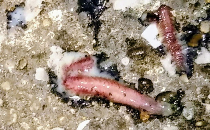 河川のバチパターン高実績ルアー3選　おすすめカラーと釣り方も解説