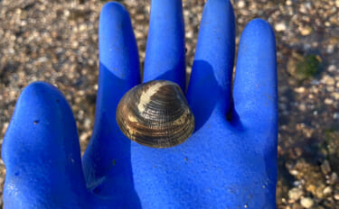 冬の潮干狩りで4cm級含みアサリ20個を好捕【愛知・新舞子海岸】 穴を…