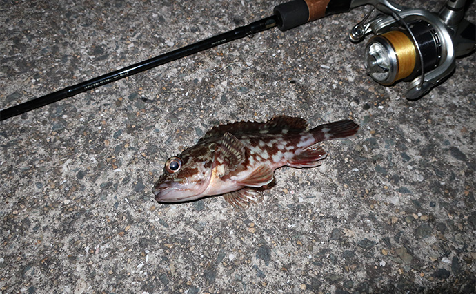 厳寒期のルアー釣りでカサゴが連発！チューブワームのダートアクションに好反応【岡山】