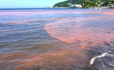 「赤潮」を解消する生物農薬の研究に期待　原因プランクトンに寄生する微生…