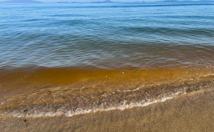 「赤潮」を解消する生物農薬の研究に期待　原因プランクトンに寄生する微生物を利用