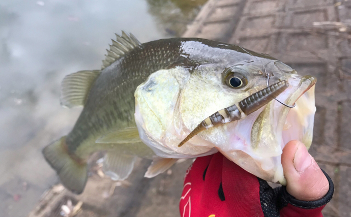 「ブラックバスは頭が良い？」　駆除から逃れるように進化する個体群が確認される