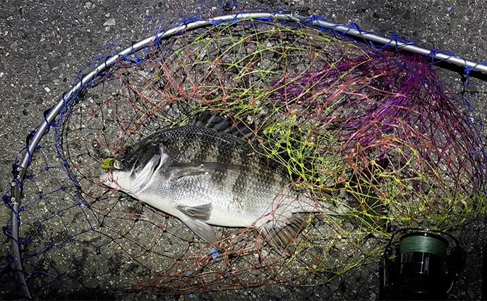 チヌ（クロダイ）狙いのルアーフィッシング「チニング」と「ライトブリーム」は何が違う？