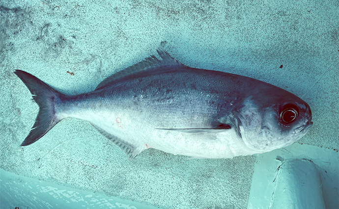 『Gillsee』の口コミは本当？ TALEXと比較して24時間着用検証した結果が想像以上だった