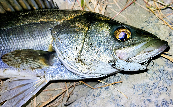 沈むルアー代表「シンキングミノー」は真冬こそ効果的！低活性時の使い方を解説